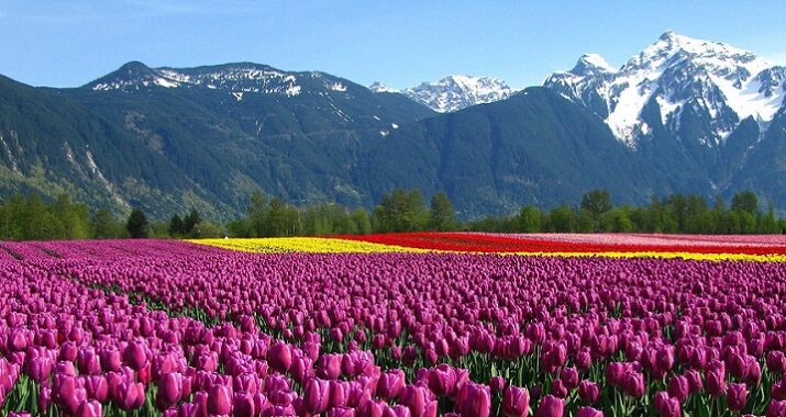 Tulip Festival Experience Tulip Festival Experience