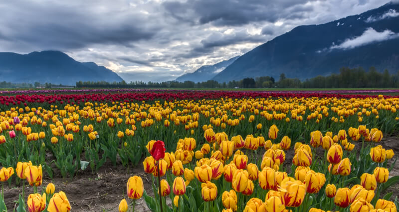 Tulip Festival Stay Experience