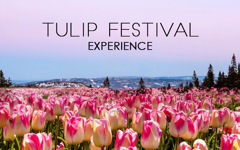 https://www.thelalit.com/wp-content/uploads/2025/02/tulip-fest-banner-offer.jpg